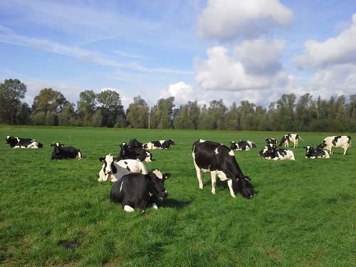 Micro-avontuur in de Brabantse Biesbosch - Afbeelding 3